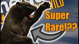 Super Rare Mela Tiger! - Tiger Guide! | theHunter: Call of the Wild