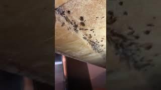 Parents don't Clean Kitchen and Roaches Overwhelm Family