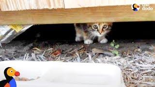 Kitten Abandoned at Playground Rescued by Sweetest Guy | The Dodo