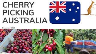 cherry picking AUSTRALIA DECEMBER2021