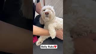 Belly Rubs ! ️ Never A Bad Time  #grooming #dogs #cute #groomingbyrudy #poodle #pets