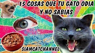 15 Cosas Que Odia Tu Gato y No Sabías - SiamCatChannel