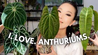 Some all-time anthurium favourites, how I care for them, & a few on my wishlist!