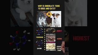Why Is Chocolate Toxic To Dogs And Cats? Theobromine & Caffeine #shorts