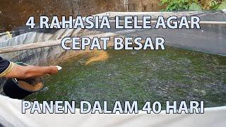 4 RAHASIA LELE CEPAT BESAR DAN PADAT