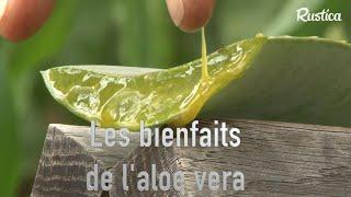 Les bienfaits de l’aloe vera