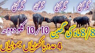 4 عدد باکھڑیاں گھبن جھوٹیاں مگر بچے sale (03095071591) in pakistan on YouTube 26/3/2024