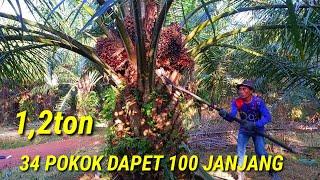 panen sawit 34 pokok bisa tembus 100 janjang setara 1200kg 1,2 ton