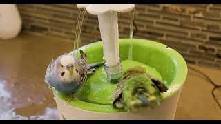 Budgies bathing in cat fountain in BEAUTIFUL 6K video