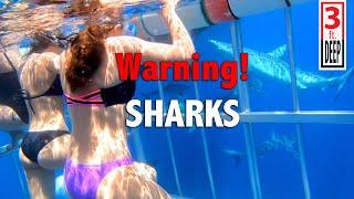 Shark Cage Diving: Oahu, Hawaii