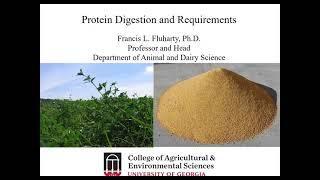 Understanding Protein Digestion and Requirements in Beef Cattle