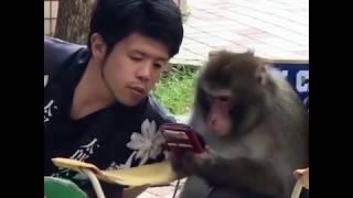A human and monkey having a conversation