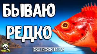 RF4 НЕ ОЖИДАЛ ЧТО НА МОРЕ МОЖЕТ БЫТЬ ТАКОЕ #рр4