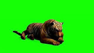 Tiger Green Screen Animation | Tiger side Sitting | Green Screen effect | no copyright |Free Plugin