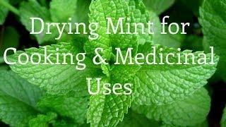 Drying Mint and Medicinal & Culinary Uses