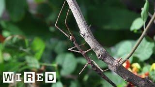 Meet the Many Insects That Insist on Being Sticks and Leaves | Absurd Creatures | WIRED