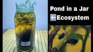 Reworking an OLD Jar Ecosystem (nano Aquarium)