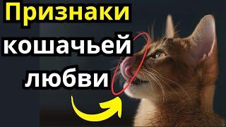 15 секретов, которые используют кошки, чтобы сказать «Я тебя люблю» ️ | Вы знаете их все?