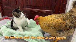 Hens are so bad!  The hen wants to sleep with the kitten.  Kitten is angry Cute and interesting