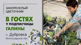 В гостях у Галины, п. Дубовка Волгоградской области. Коллекция суккулентов и многое другое.