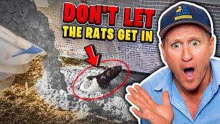 Two SNEAKY ways Rats get in your home!