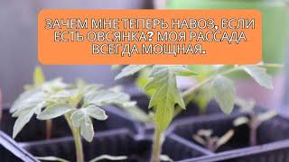 Зачем мне теперь навоз, если есть овсянка?Моя рассада всегда мощная.Беру овсянку и готовлю подкормку