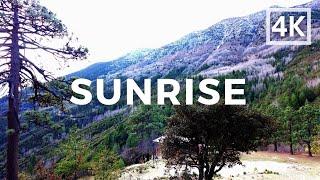 4K Sunrise in the Forest - sounds for relaxation, study, work, meditation, songs for dogs