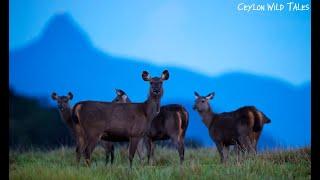 Ceylon wild tales - An endless journey through Sri Lankan wilds