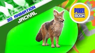 Green Screen Jackal 3D Animations - PixelBoom