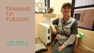 Training Tip Tuesday - Cat Behavior - Scratching