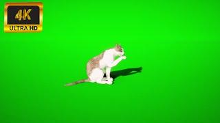 003 - Green Screen | Chroma Key | Animal 4K | Cat