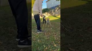 Backyard Golf Short Game Practice #golf #backyardgolf #shortgame