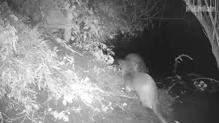 3 otters, sniff, then swim underwater 17th Sept