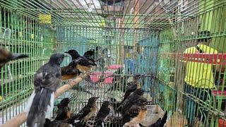 Update Stock Toko Burung Mbak Dwi Sidoarjo Sabtu 21 Desember Juga Trima Setor Burung 089628101130