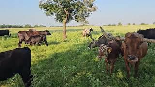 The cows forgot how wires work all of a sudden