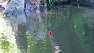 RIDICULOUS SUMMER STEELHEAD BOBBER DOWNS! - Float Fishing Summer Skamania 2023