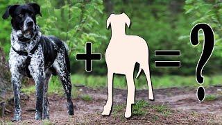 Top 9 Unreal Pointer Mixes | Pointer dog cross breeds