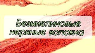 Безмиелиновые #нервные волокна