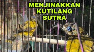 CARA MERAWAT &  MENJINAKKAN KUTILANG SUTRA