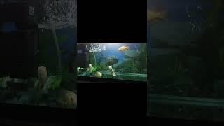 Oscar Fish || The Bold and Beautiful Titan of the Aquarium     #fish #oscarfish #viralvideo #shorts