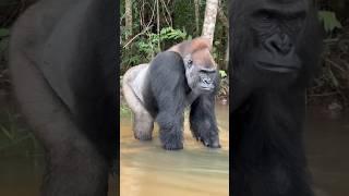 Gorilla Strength Compared to Human