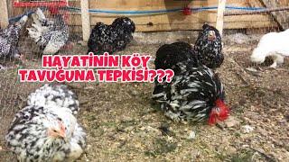 HAYATİNİN KÖY TAVUĞUNA TEPKİSİ !! CÜCE KOŞİNLERİM#tavuk #yumurta #kümes#horoz