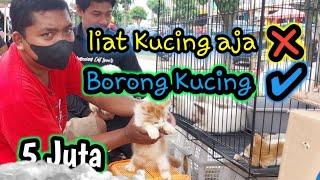 Borong kucing Persia  Dana 5 juta Dapat apa??