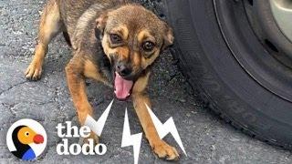 Terrified Dog Transforms When She Meets Her Soulmate | The Dodo