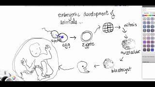 protostomes vs deuterostomes