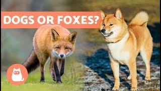 10 DOG BREEDS That Look Most Like FOXES 