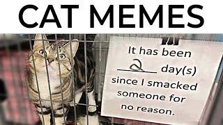 Cat Memes