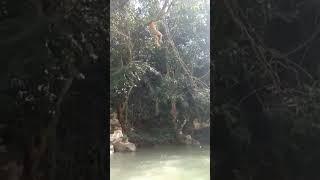 Tarzan kampung