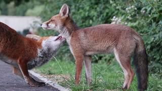 Urban Fox Grooming