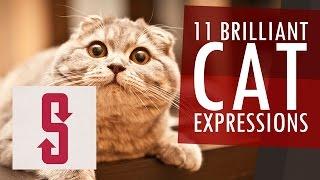 11 Brilliant Cat Expressions